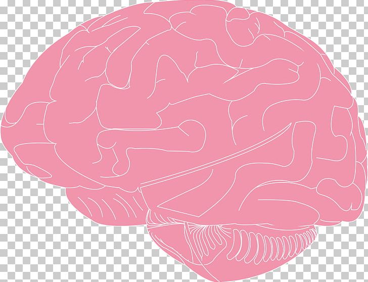 Human Brain Sunifiram PNG, Clipart, Ampakine, Ampa Receptor, Brain, Clip Art, Hipster Free PNG Download