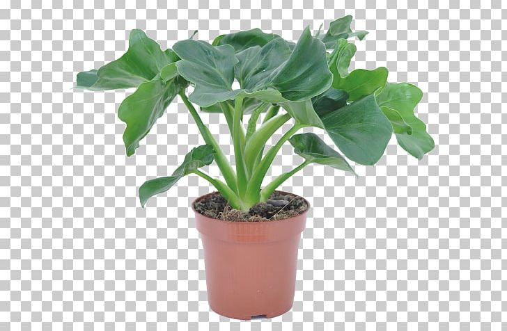 Tree Philodendron Houseplant Philodendron Hederaceum Philodendron Xanadu Chinese Evergreens PNG, Clipart, Chinese, Evergreens, Houseplant, Philodendron Hederaceum, Philodendron Xanadu Free PNG Download