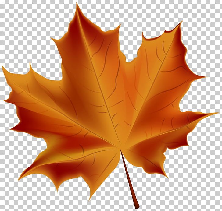 Autumn Leaf Color PNG, Clipart, Autumn, Autumn Leaf Color, Autumn Leaves, Color, Deciduous Free PNG Download
