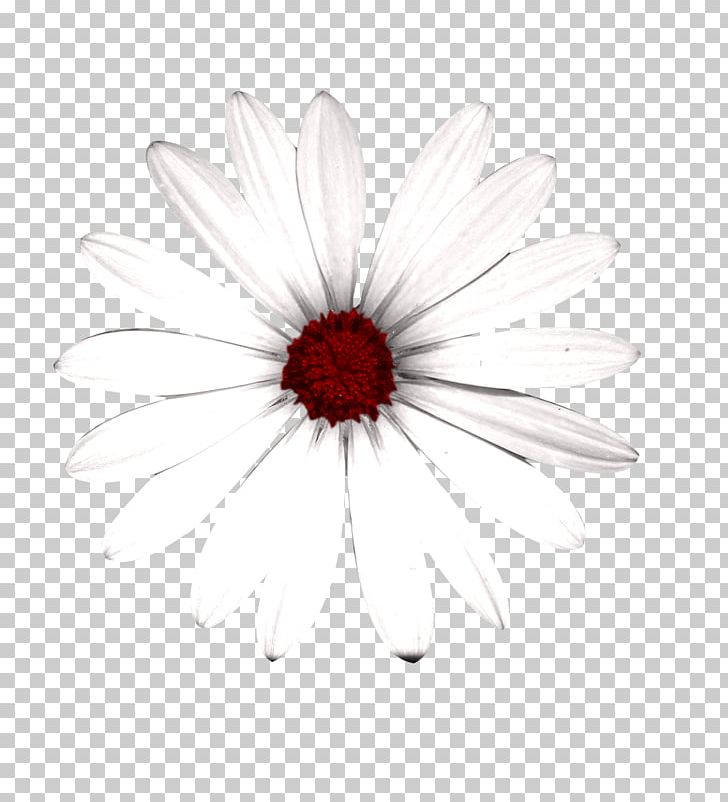 Common Daisy Transvaal Daisy Chrysanthemum White Oxeye Daisy PNG, Clipart, Abstract, Abstract Flowers Picture Material, Art, Background Elements, Black Free PNG Download