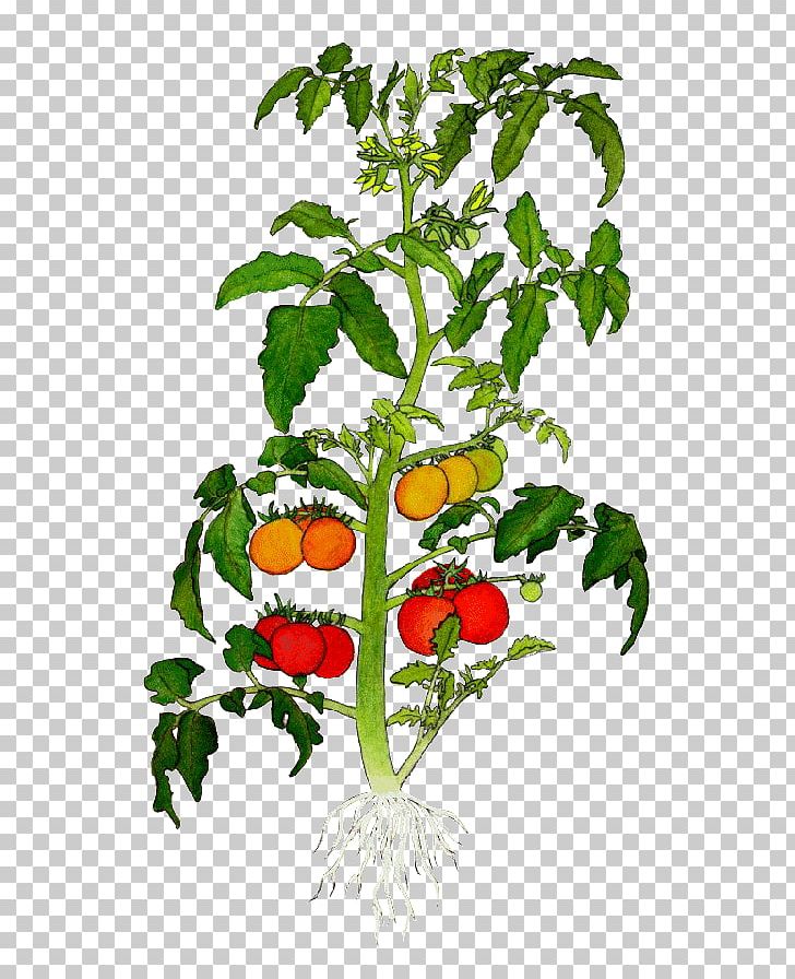 How to draw tomato plant step by step/vegetable drawing/tomato plant drawing  easy - YouTube