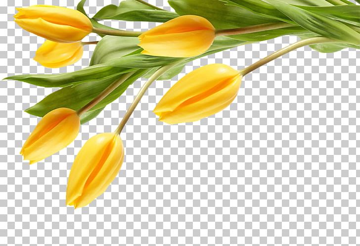 The Black Tulip Desktop Flower Yellow PNG, Clipart, Artificial Flower, Black Tulip, Bud, Color, Cut Flowers Free PNG Download