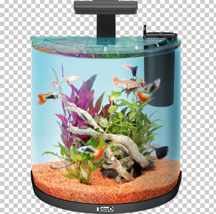 Aquarium Tetra Goldfish Liter Pet PNG, Clipart, Aquarium, Aquarium Decor, Aquarium Filters, Explorer, Fish Free PNG Download