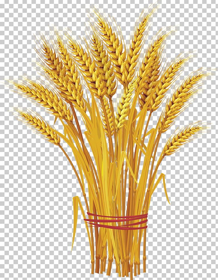 Like A Bundle Of Reeds: Why Unity And Mutual Guarantee Are Today's Call Of The Hour Wheat PNG, Clipart, Bund, Cereal, Cereal Germ, Commodity, Dinkel Wheat Free PNG Download