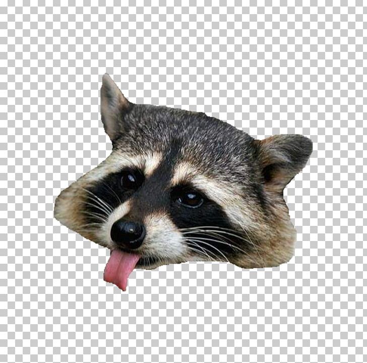 Raccoon Computer Icons PNG, Clipart, Android, Animals, Button, Carnivoran, Cartoon Free PNG Download