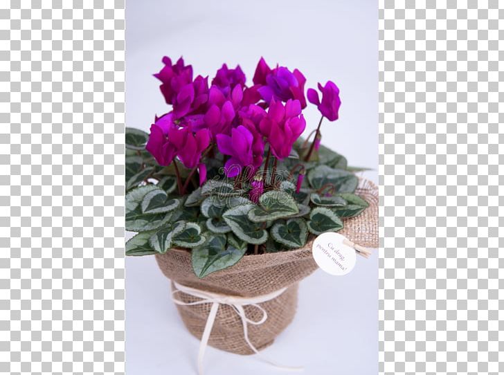 Cyclamen Flowerpot Cut Flowers Houseplant PNG, Clipart, Affection, Color, Cut Flowers, Cyclamen, Flori De Mucigai Free PNG Download