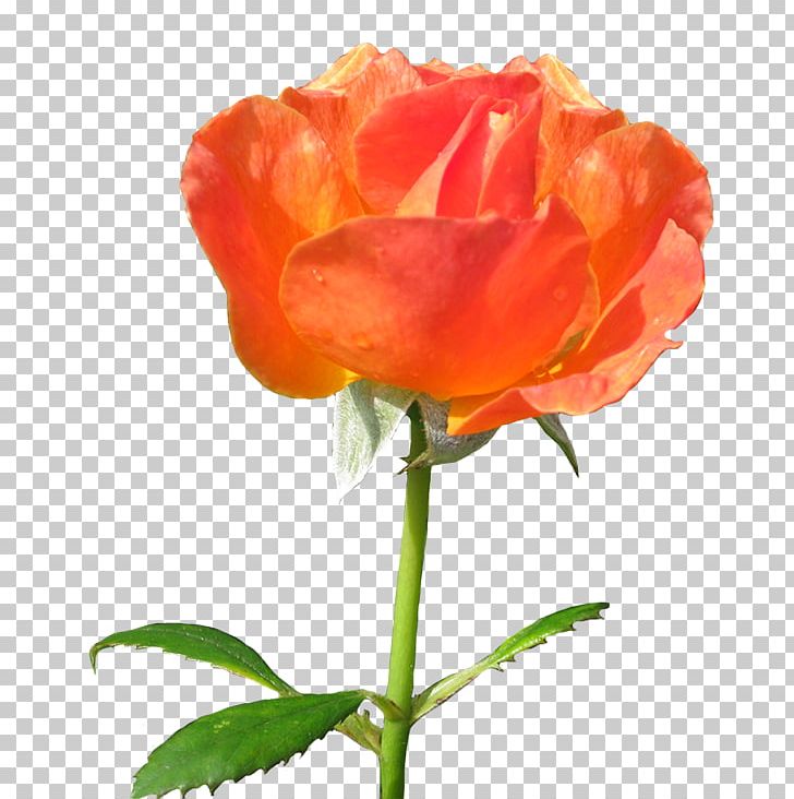 Garden Roses Floribunda Orange PNG, Clipart, Annual Plant, Black Rose, Blue, Bud, Cut Flowers Free PNG Download
