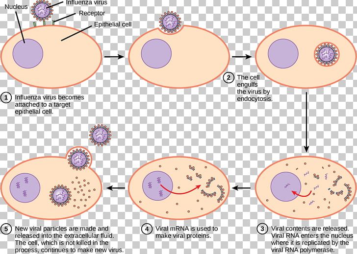 Human Papillomavirus Infection Reproduction Archaeans PNG, Clipart, Area, Asexual Reproduction, Bacteria, Benign Tumor, Cell Free PNG Download