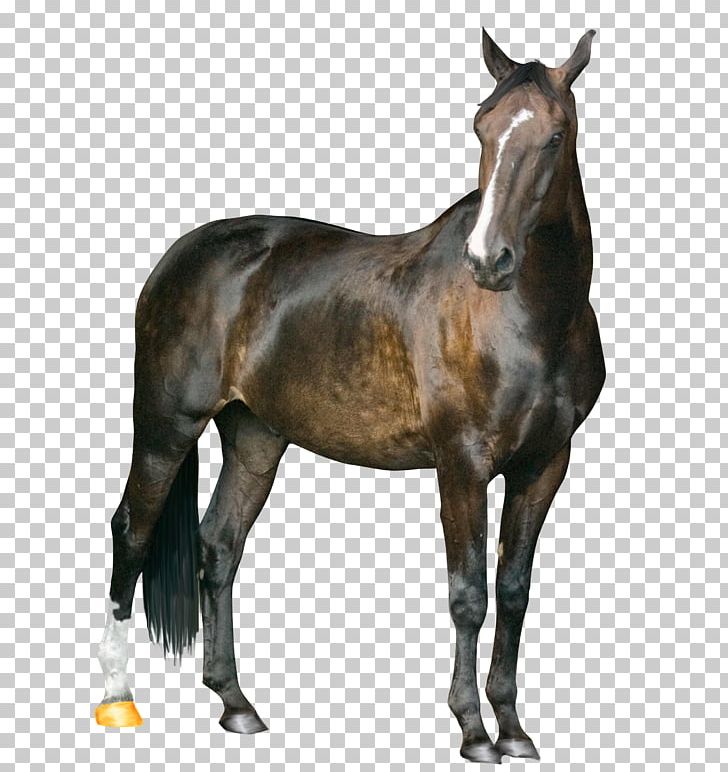 Mustang Arabian Horse American Paint Horse Howrse PNG, Clipart, Animal, Animals, Bit, Black, Colt Free PNG Download