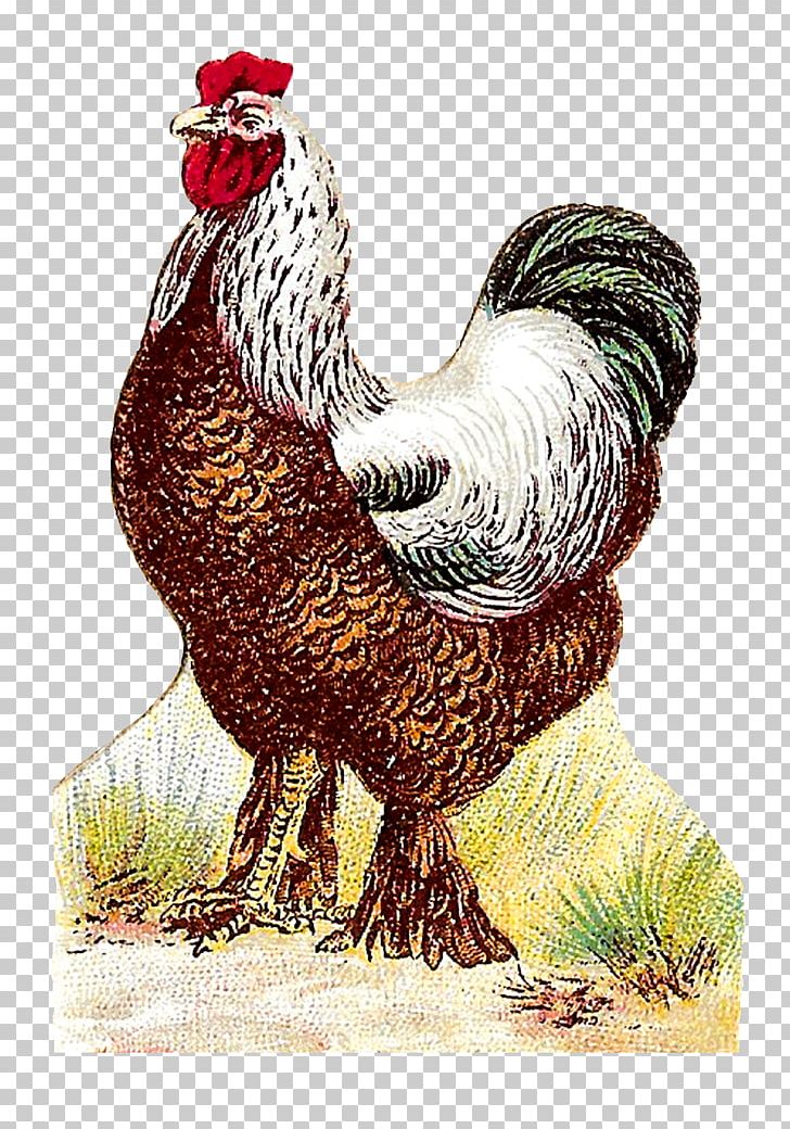 Rooster Fauna Chicken As Food Beak PNG, Clipart, Beak, Bird, Chicken, Chicken As Food, Fauna Free PNG Download