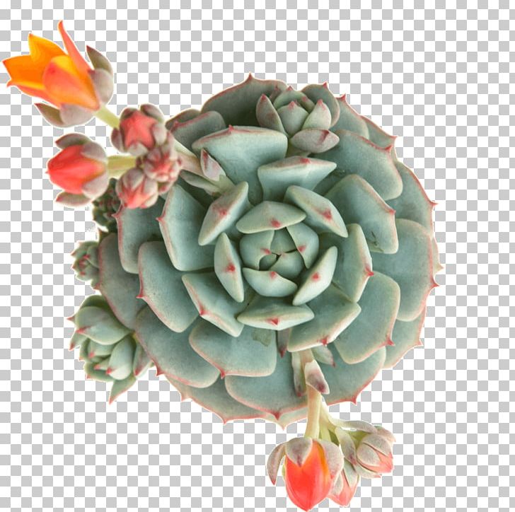 Succulent Plant Echeveria Cactaceae Soil Paint PNG, Clipart, Art, Cactaceae, Color, Echeveria, Echeveria Derenbergii Free PNG Download