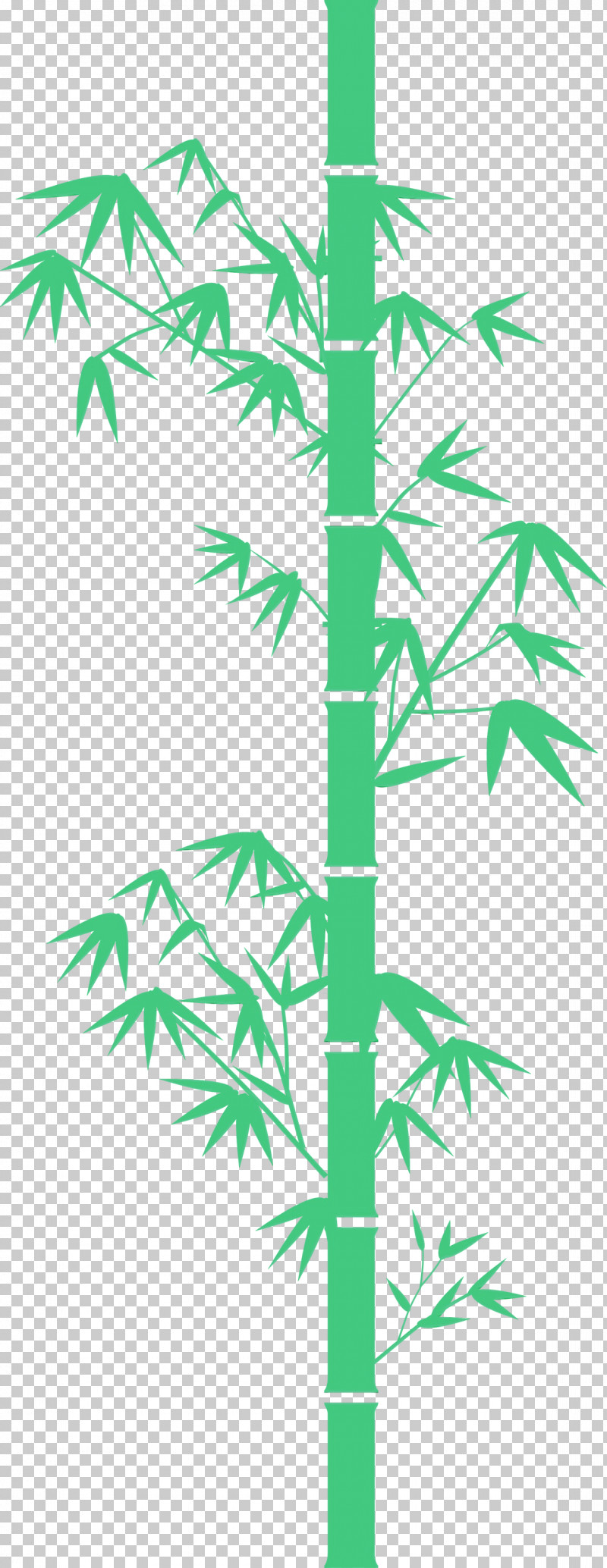 Palm Tree PNG, Clipart, Bamboo, Branch, Green, Hemp Family, Leaf Free PNG Download