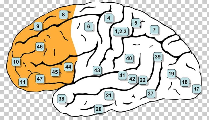 Brodmann Area 8 Prefrontal Cortex Cerebral Cortex Frontal Lobe PNG, Clipart, Area, Brain, Brodmann Area, Brodmann Area 4, Human Body Free PNG Download