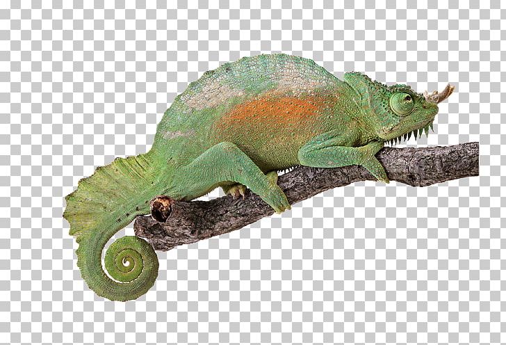 Reptile Chameleons Light Turtle Lizard PNG, Clipart, Anatomy, Animal, Animals, Chameleon, Color Chameleon Free PNG Download