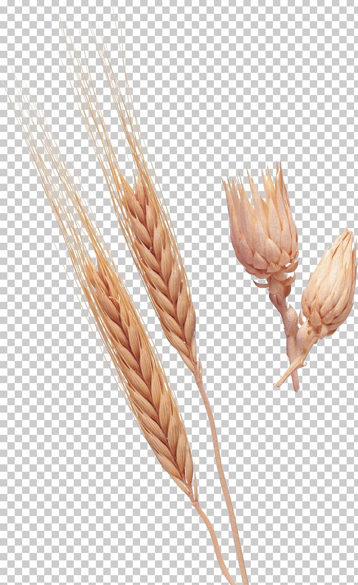 Wheat PNG, Clipart, Wheat Free PNG Download