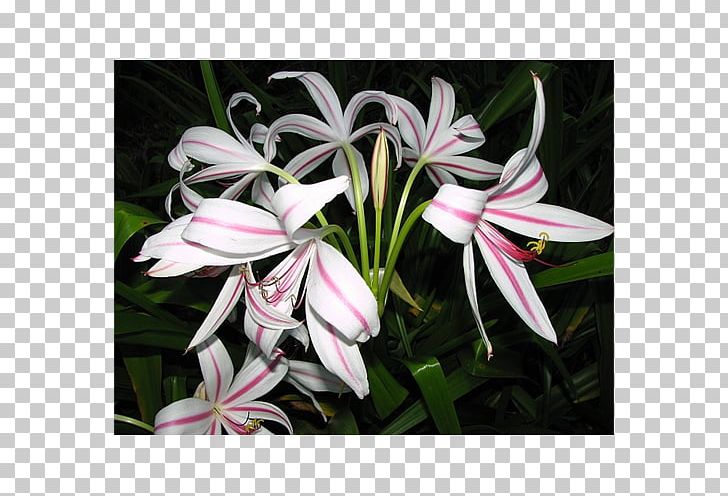 Crinum Lilium Flowering Bulbs Plant PNG, Clipart, Alocasia, Amaryllis Family, Bulb, Canna Lily, Clivia Free PNG Download