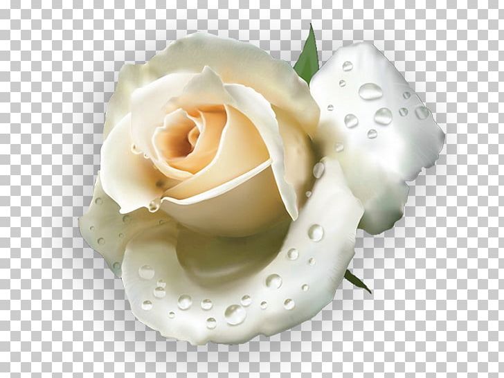 Garden Roses Les Roses Blanches Yandex Search PNG, Clipart, Cut Flowers, Flower, Garden, Garden Roses, Hoa Free PNG Download