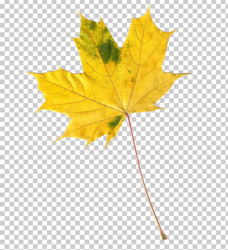 Maple Leaf Autumn Leaves PNG, Clipart, Autumn, Autumn Leaves, Blog, Depositphotos, Fall Leaves Free PNG Download