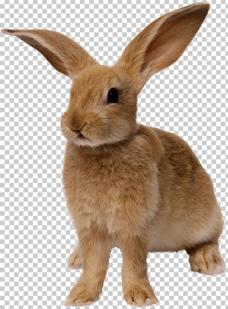 Easter Bunny Rabbit PNG, Clipart, Animals, Arbol, Catsagram, Catsofinstagram, Desktop Wallpaper Free PNG Download