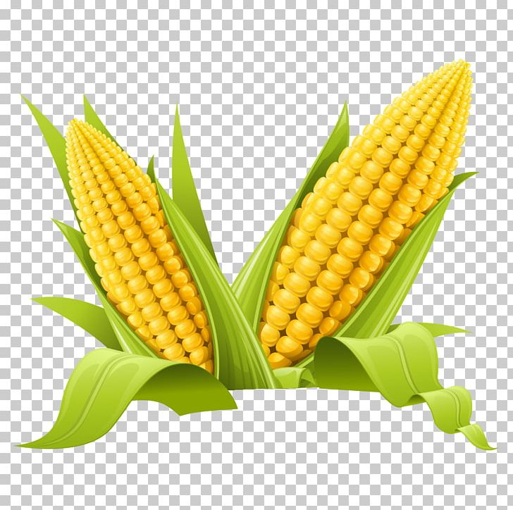 Maize PNG, Clipart, Baogu, Cartoon, Cartoon Corn, Cereal, Clip Art Free PNG Download