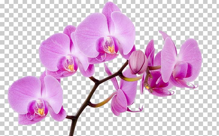 Moth Orchids Flower Dactylorhiza Fuchsii PNG, Clipart, American Orchid Society, Boat Orchid, Branch, Cattleya, Cut Flowers Free PNG Download