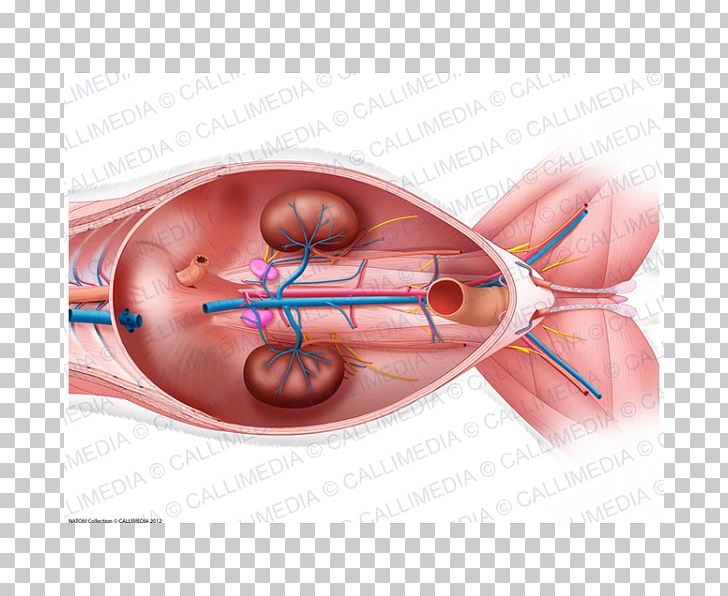 Organ Ventraal Anatomy Abdomen Pelvis PNG, Clipart, Abdomen, Anatomy, Blood Vessel, Cat Anatomy, Ear Free PNG Download