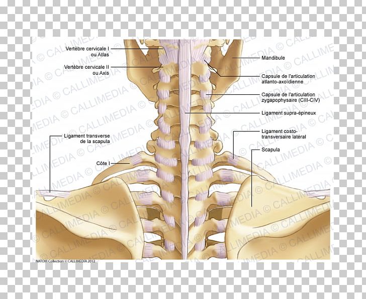 Shoulder Bone Neck Atlanto-occipital Joint PNG, Clipart, Abdomen, Anatomy, Atlantoaxial Joint, Atlantooccipital Joint, Bone Free PNG Download