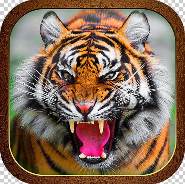 Tiger Roar Cat Jaguar Animal PNG, Clipart, Anger, Animal, Animal Bite, Animals, Big Cat Free PNG Download
