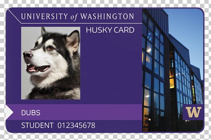 University Of Washington Tacoma University Of Washington Bothell Siberian Husky Washington Huskies Football PNG, Clipart, Advertising, Animals, Business Cards, Dog Breed, Dog Like Mammal Free PNG Download