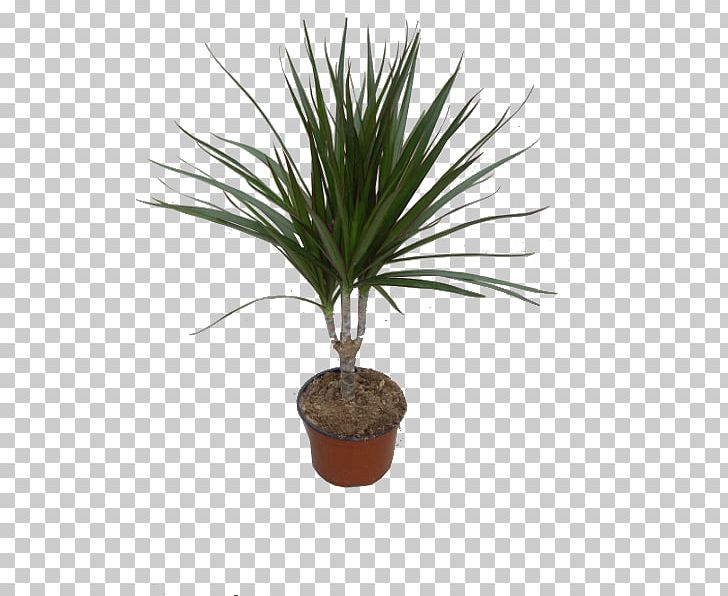 Arecaceae Howea Forsteriana Houseplant Tree PNG, Clipart, Agave, Agave Azul, Arecaceae, Arecales, Chamaerops Free PNG Download