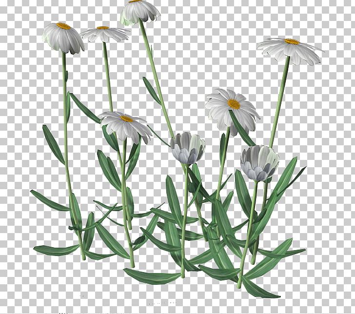 Flower Cartoon PNG, Clipart, Art, Cartoon, Chamaemelum Nobile, Chamomile, Common Daisy Free PNG Download