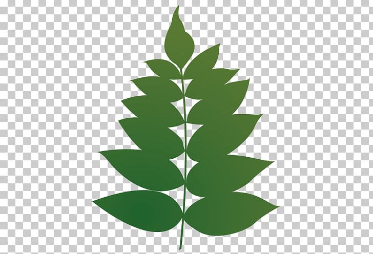 Leaf Plant Stem Color PNG, Clipart, Attic, Color, Flower, Green, Leaf Free PNG Download