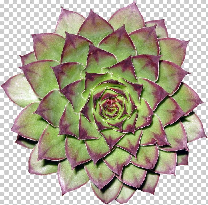 Cactaceae Flower PNG, Clipart, Astrophytum, Cactaceae, Cactus, Clip Art, Cut Flowers Free PNG Download