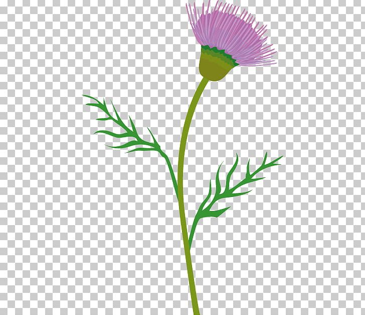 Thistle Cirsium Vulgare PNG, Clipart, Botanical Illustration, Cirsium Vulgare, Clip, Cut Flowers, Flora Free PNG Download