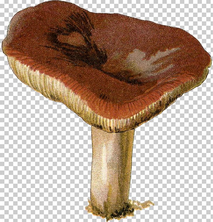 Agaricaceae Edible Mushroom Medicinal Fungi Medicine PNG, Clipart, Agaricaceae, Agaricomycetes, Edible, Edible Mushroom, Fungus Free PNG Download