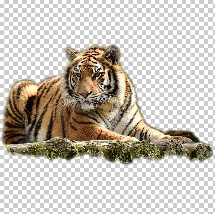 Arizona Bengal Tiger Animal Dog PNG, Clipart, Animals, Big Cat, Big Cats, Biome, Carnivoran Free PNG Download