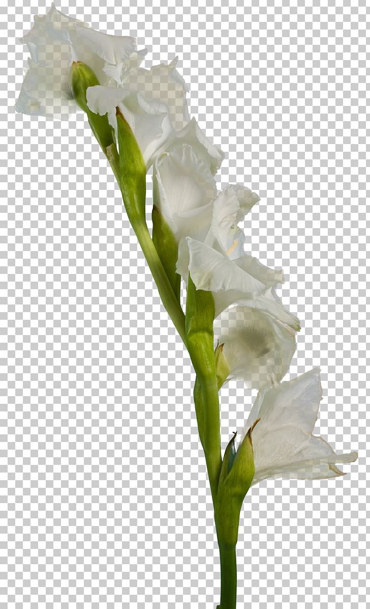 Gladiolus White Cut Flowers PNG, Clipart, Arum, Floral Design, Flower, Flowering Plant, Fond Blanc Free PNG Download