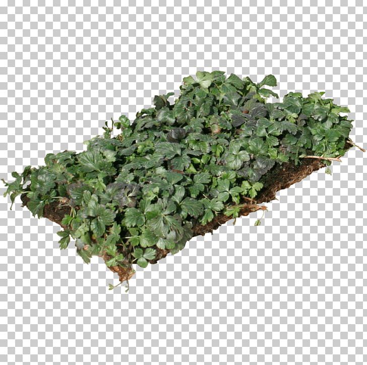 Myrtle Groundcover Perennial Plant Evergreen Plants PNG, Clipart, Business, Evergreen, Grass, Groundcover, Ground Cover Free PNG Download