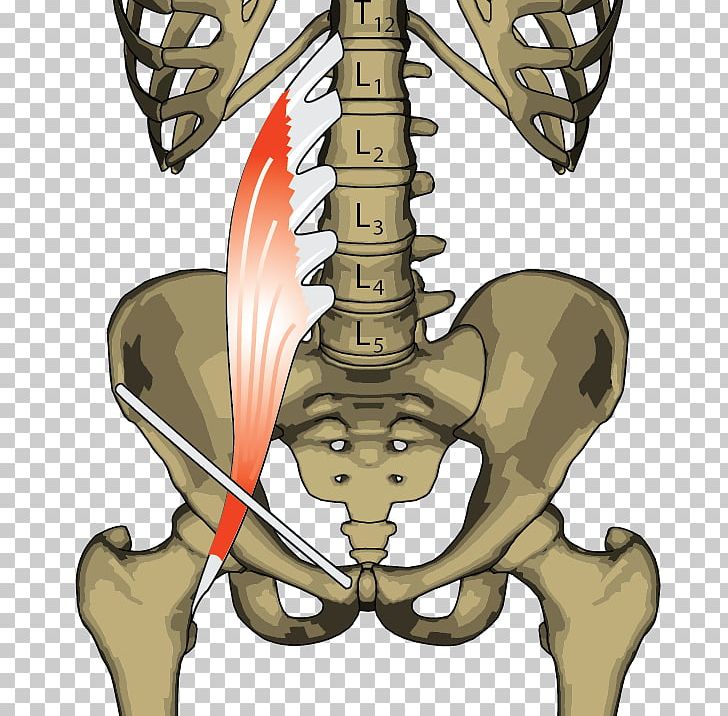 Psoas Major Muscle Iliopsoas Anatomy Hip PNG, Clipart, Anatomy, Arm, Bone, Fictional Character, Flexie Free PNG Download