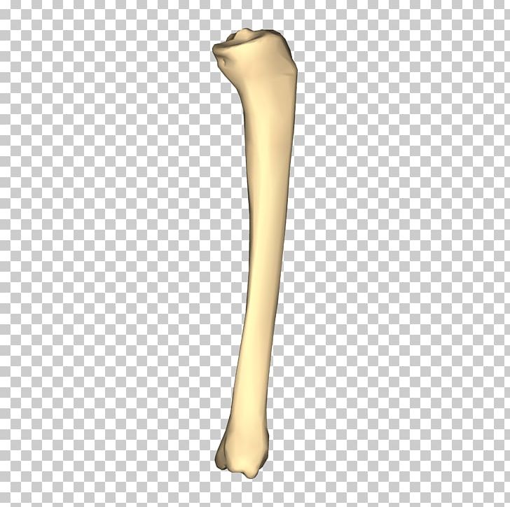 Tibia Joint Medial Collateral Ligament PNG, Clipart, Arm, Bone, Close Up, Copyright, Display Resolution Free PNG Download
