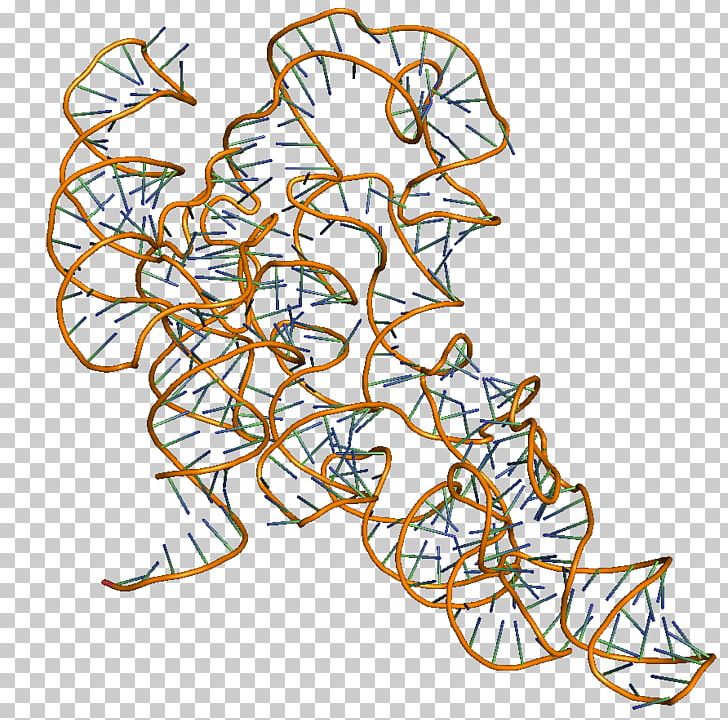 Transfer RNA Ribonuclease P RNA Polymerase PNG, Clipart, Area, Art, Branch, Catalysis, Flower Free PNG Download