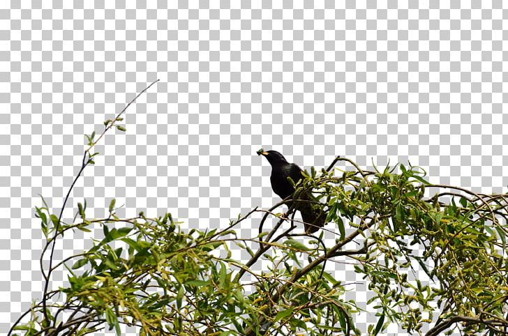 Twig Lovebird Branch Beak PNG, Clipart, Animals, Beak, Bird, Bird Nest, Branch Free PNG Download