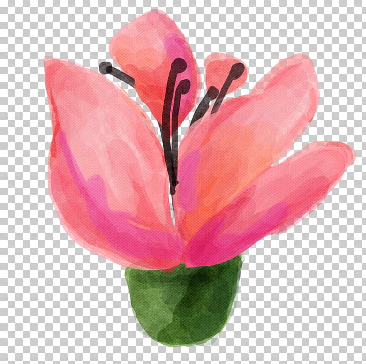 Wedding Photography Photographer Tulip PNG, Clipart, China Rose, Email, Flower, Flowering Plant, Holidays Free PNG Download