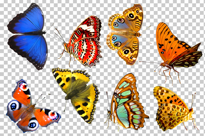 Insect Brush-footed Butterflies Moth Biology Science PNG, Clipart, Biology, Brushfooted Butterflies, Insect, Moth, Science Free PNG Download