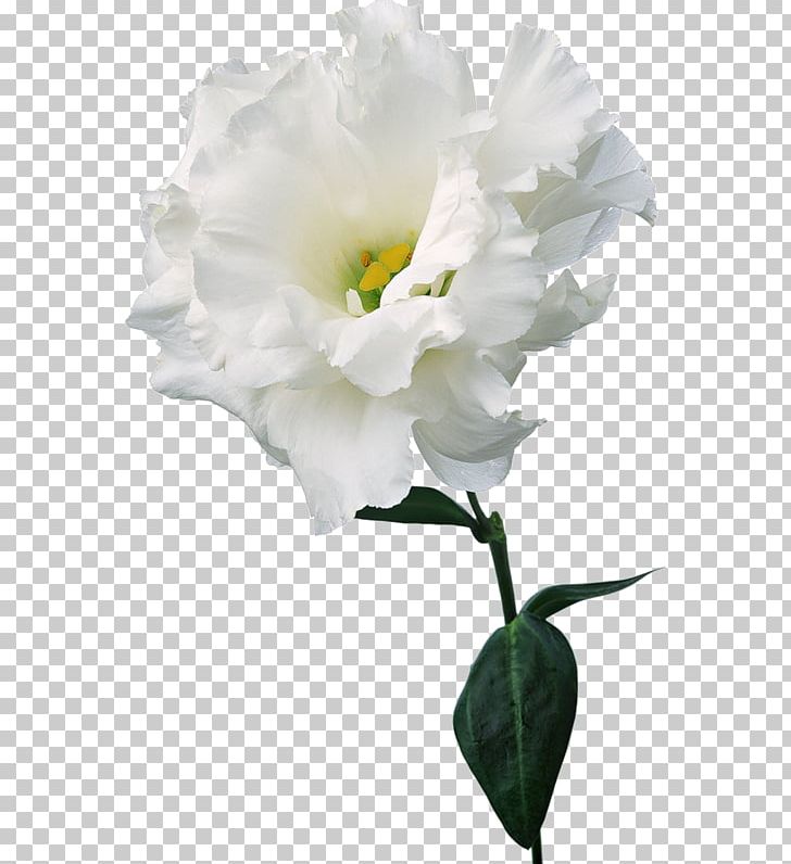 Carnation Dianthus Chinensis White Flower Pink PNG, Clipart, Art, Branch, Camellia, Caryophyllaceae, Color Free PNG Download