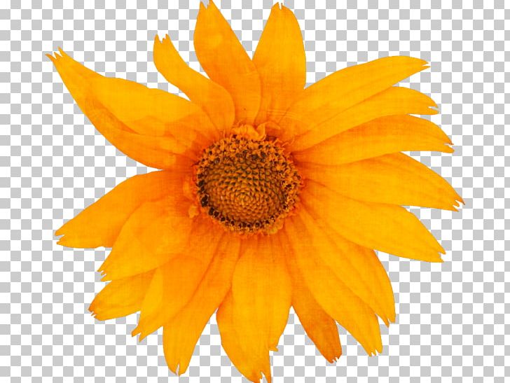 Common Sunflower Pseudanthium Common Daisy PNG, Clipart, Camomile, Cicekler, Common Daisy, Common Sunflower, Daisy Family Free PNG Download