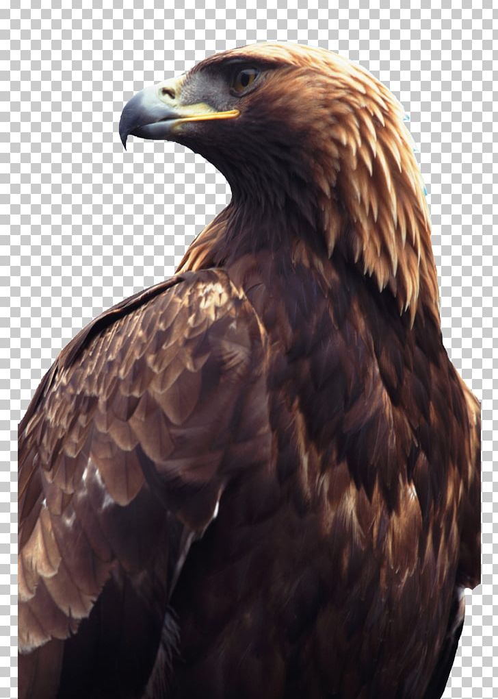 Falconiformes Golden Eagle Flight Bird Of Prey PNG, Clipart, Accipitriformes, Albatross, Animal, Animals, Bald Eagle Free PNG Download