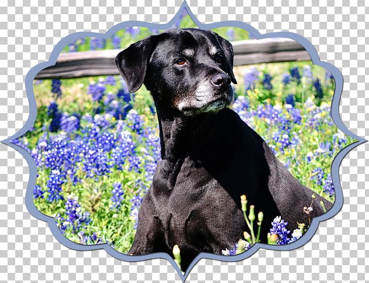 Labrador Retriever Puppy Dog Breed Sporting Group PNG, Clipart, Animals, Bluebonnet, Breed, Carnivoran, Crossbreed Free PNG Download