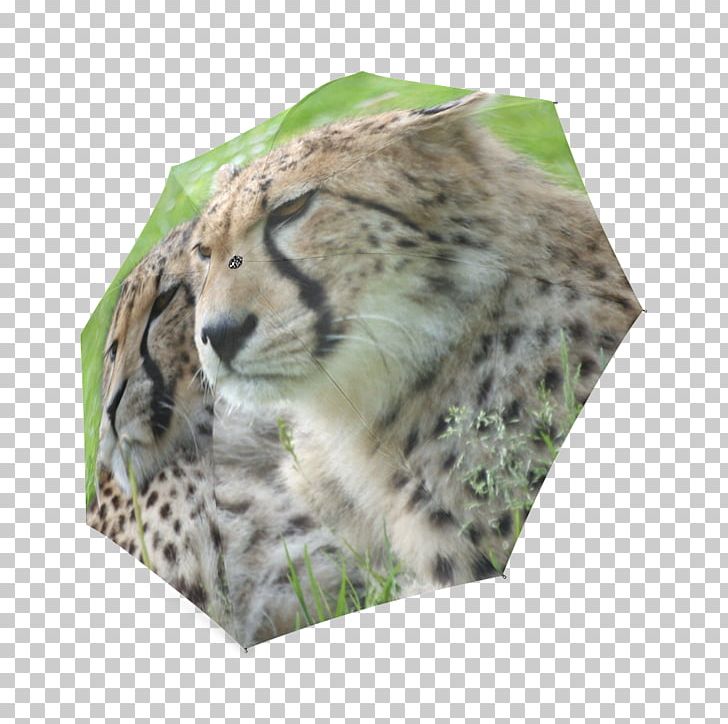 Leopard Cheetah Big Cat Whiskers PNG, Clipart, Animal, Animals, Art, Big Cat, Big Cats Free PNG Download