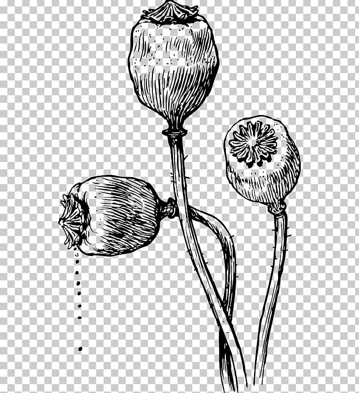Poppy Seed Opium Poppy PNG, Clipart, Black And White, California Poppy, Computer Icons, Drawing, Flora Free PNG Download